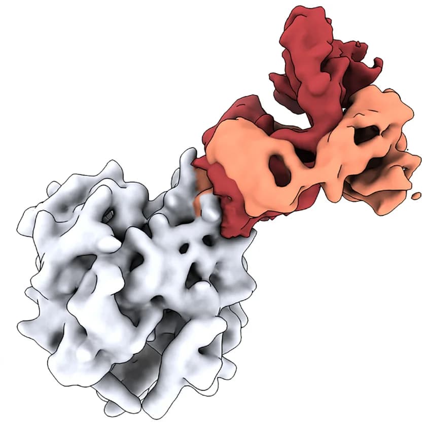 Open access visualization of Protein Structure, Gaussian-filtered maps, Angle of approach, Fab fragment, Glycoprotein complex