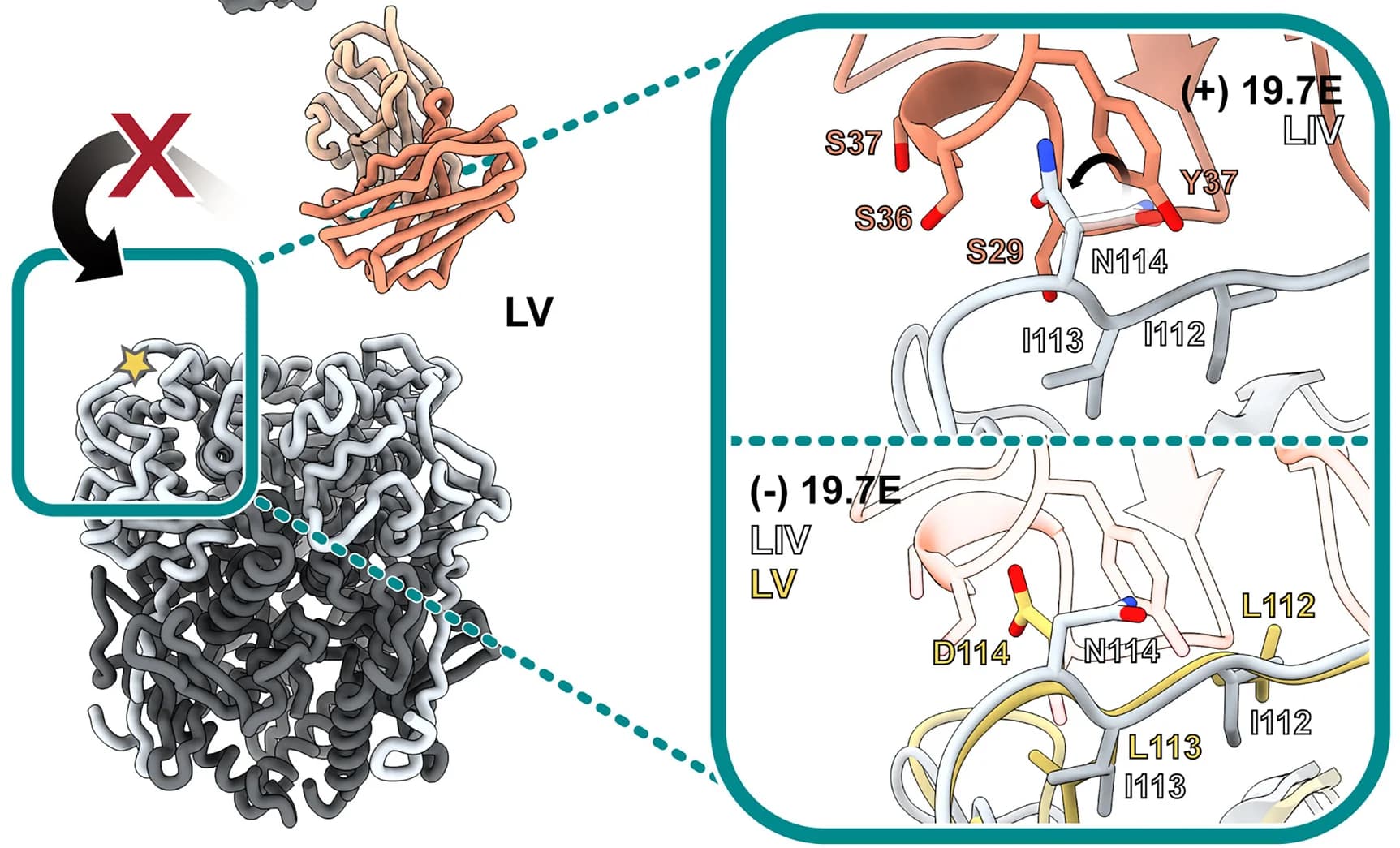 Open access visualization of Protein Structure, Residue Analysis, Binding Site, Glycoprotein Complex, Conformation