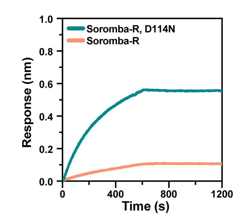Open access visualization of Line Plot, BLI Binding Analysis, IgG, Glycoprotein Complex, Mutation Analysis