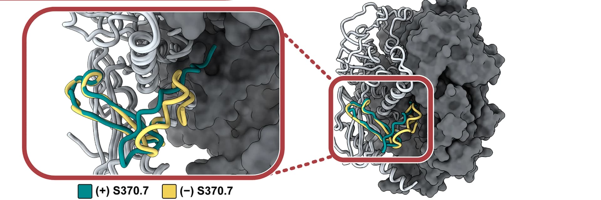 Open access visualization of Protein Structure, Fusion Peptides, S370.7-bound LIV GPC, Unbound LIV GPC