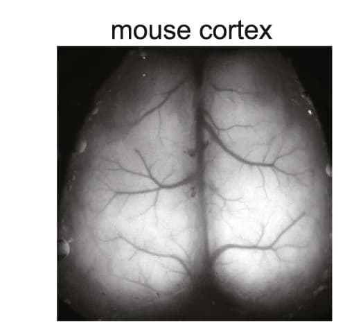 Open access visualization of Microscopy, Mouse Cortex, Field of View