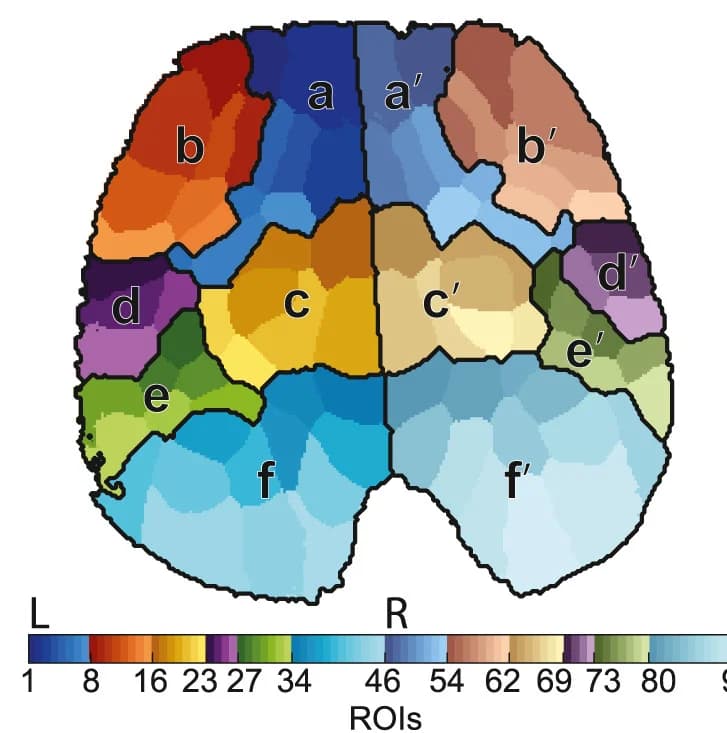 Open access visualization of Heatmap, ROIs, Bilateral Clusters, Correlations, Frontal/Motor