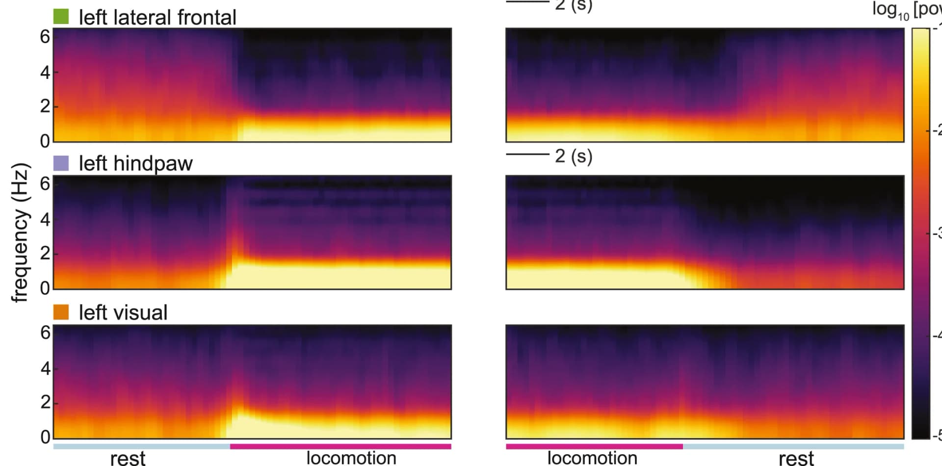 Open access visualization of Heatmap, Spectrogram, Locomotion bouts, Neural Activity, Locomotion Onset