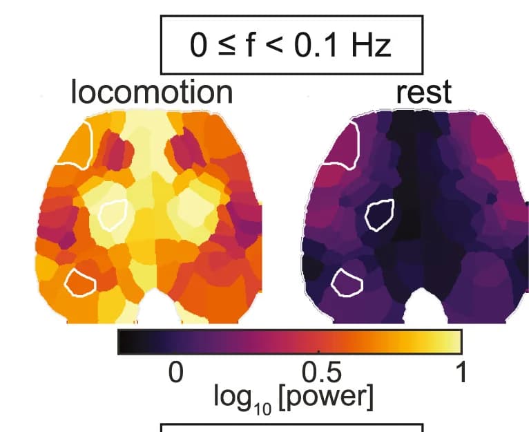 Open access visualization of Heatmap, Brain Maps, Spectral Power, Frequency Bands, Locomotion