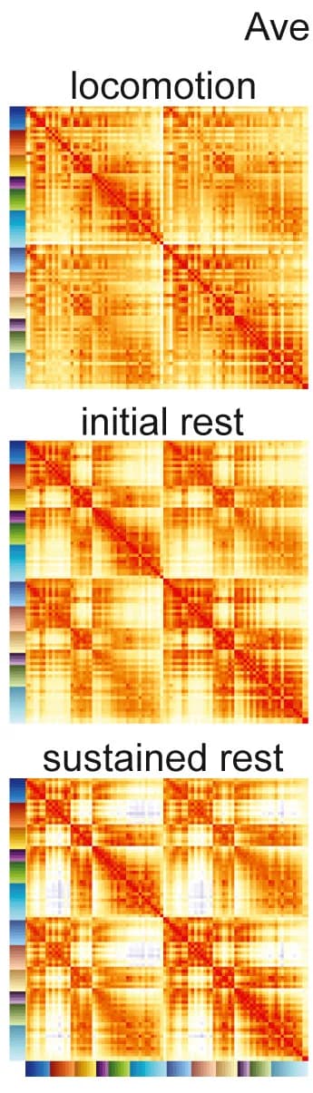 Open access visualization of Heatmap, Locomotion, Resting State, Hemodynamics, Mouse
