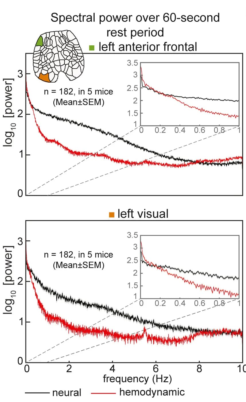Open access visualization of Line Plot, Spectral Power, Neural Signals, Hemodynamic Signals, Regions of Interest