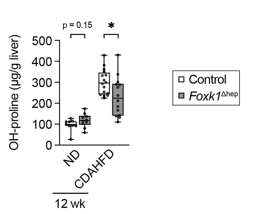 Open access visualization of Box Plot, Hydroxyproline Content, Liver, Control, Foxk1Δhepmice