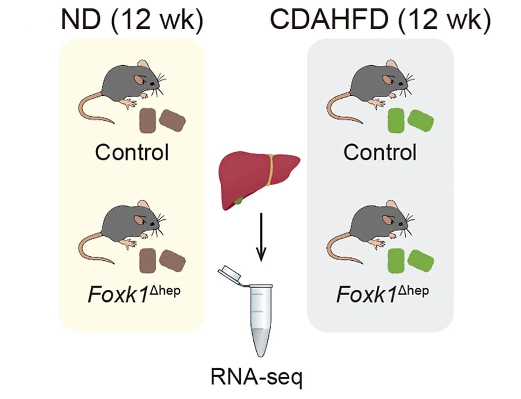 Open access visualization of Workflow, Illustration, RNA-Seq, Liver, Control
