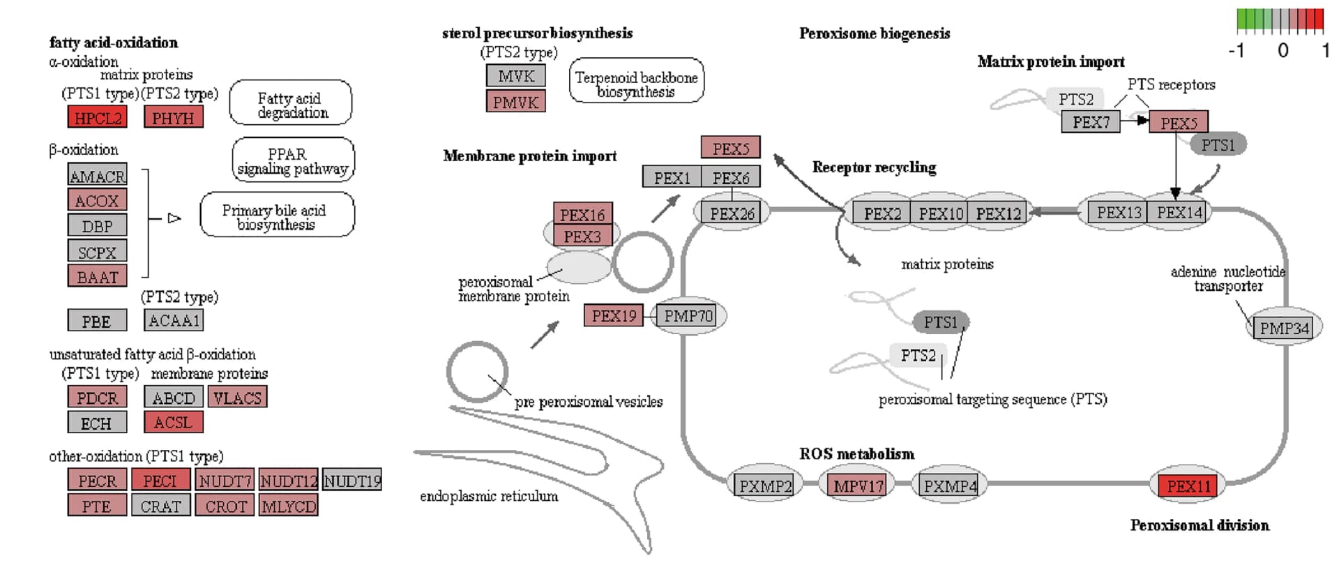 Open access visualization of Pathway, Workflow, Expression Profiles, Peroxisome-Related Genes, KEGG Pathway