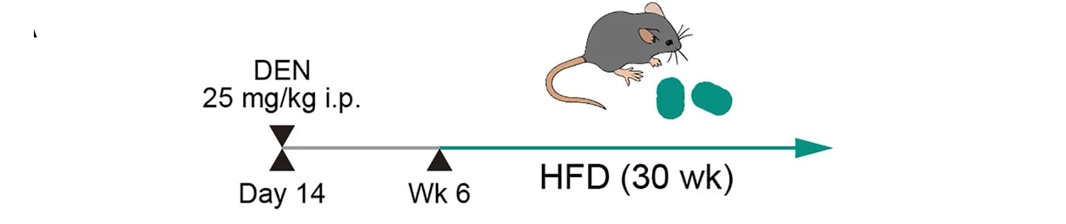 Open access visualization of Workflow, Flowchart, Illustration, HCC, Diethylnitrosamine
