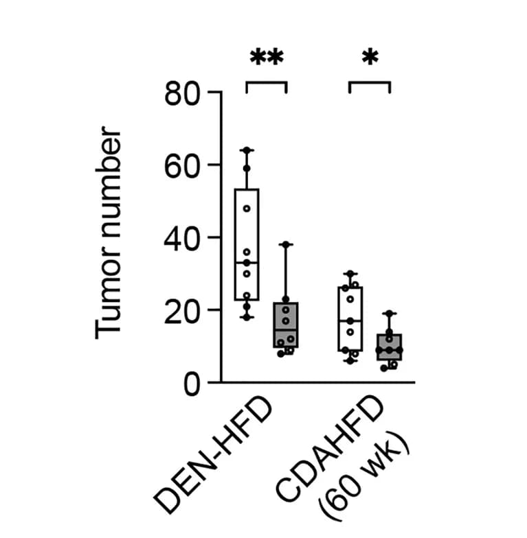 Open access visualization of Box Plot, Scatter Plot, Tumor Multiplicity, Liver, DEN-HFD model