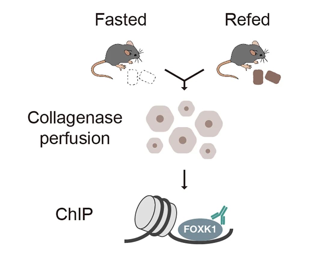 Open access visualization of Workflow, Illustration, Primary Hepatocytes, C57BL/6 Mice, Fasting