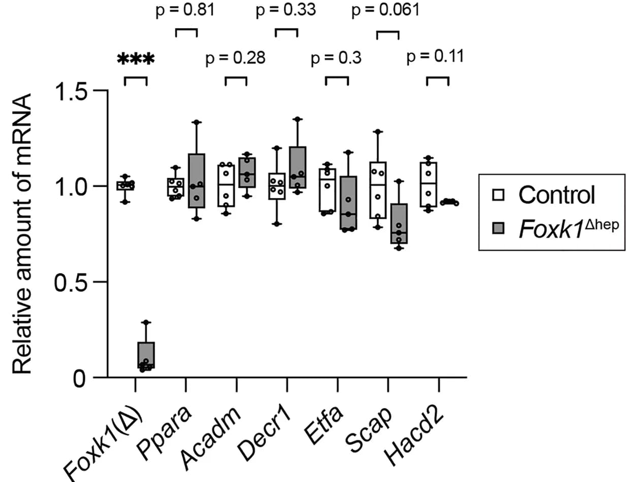 Open access visualization of Box Plot, Scatter Plot, RT-qPCR, mRNAs, Hepatocytes