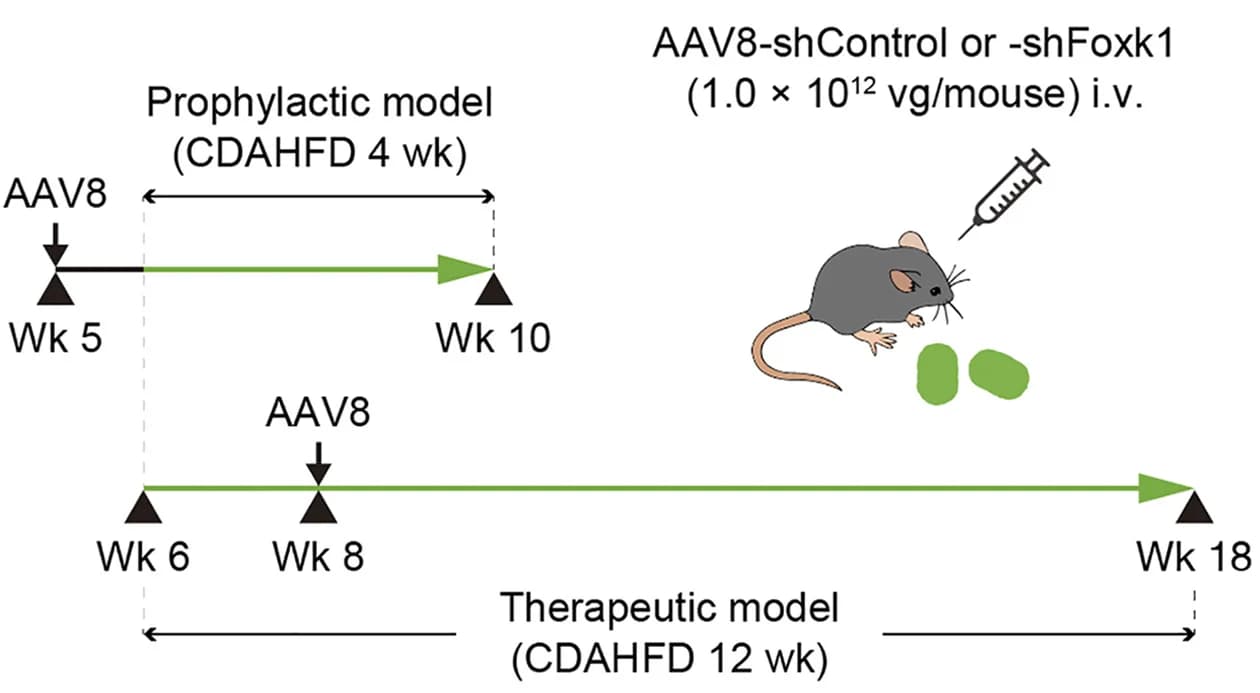 Open access visualization of Workflow, Illustration, NAFLD, NASH, Prophylactic Models