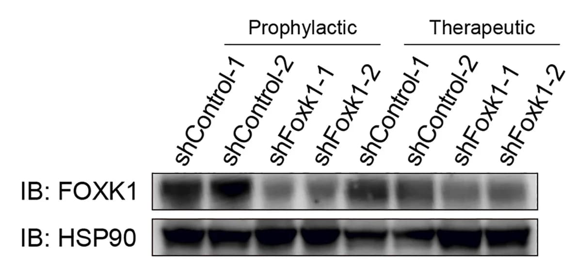 Open access visualization of Gel, IB Analysis, FOXK1, Liver, shControl Mice