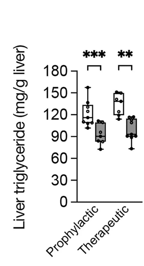 Open access visualization of Box Plot, Scatter Plot, Liver Triglyceride Content, shControl Mice, shFoxk1 Mice