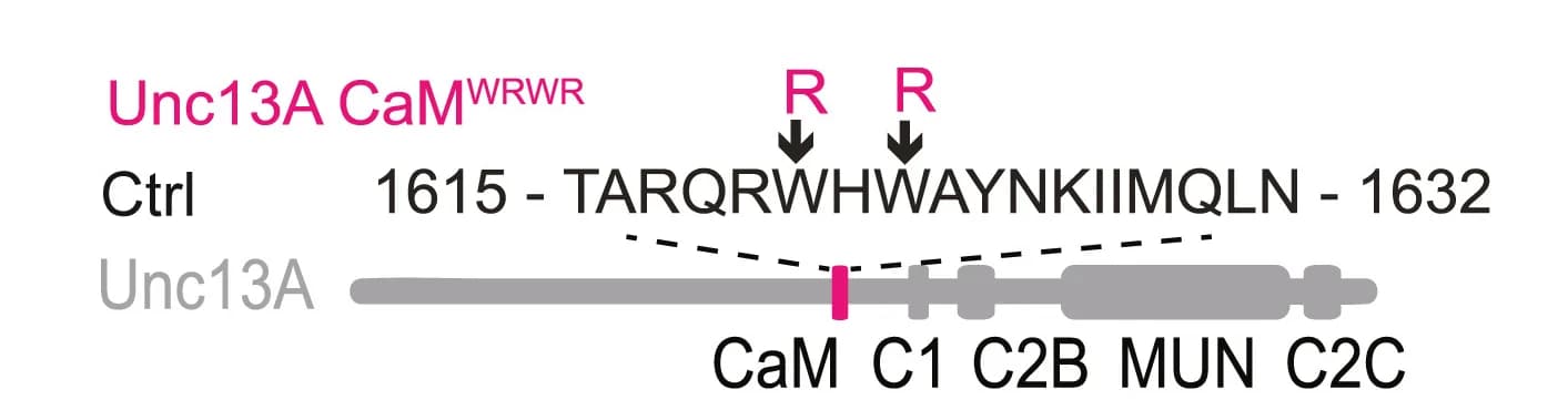 Open access visualization of Illustration, Unc13A, Ca2+/calmodulin binding (CaM) domain, DAG/PMA binding C1 domain, Ca2+/phosphoinositide binding C2B domain