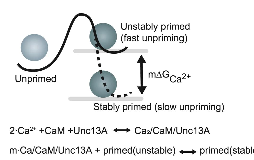Open access visualization of Workflow, Illustration, Energy Landscape, Priming Reaction, Unc13A Proteins