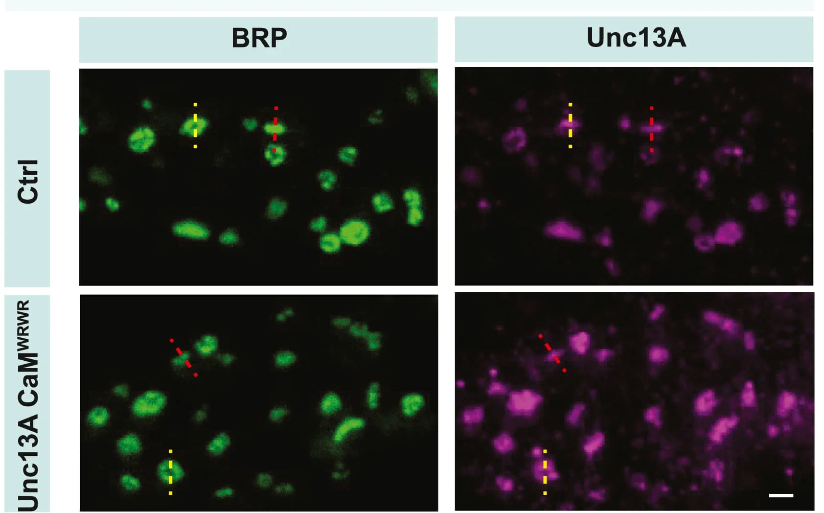 Open access visualization of Microscopy, NMJs, Unc13A Antibody, C-Terminal MUN Domain, Protein Distribution