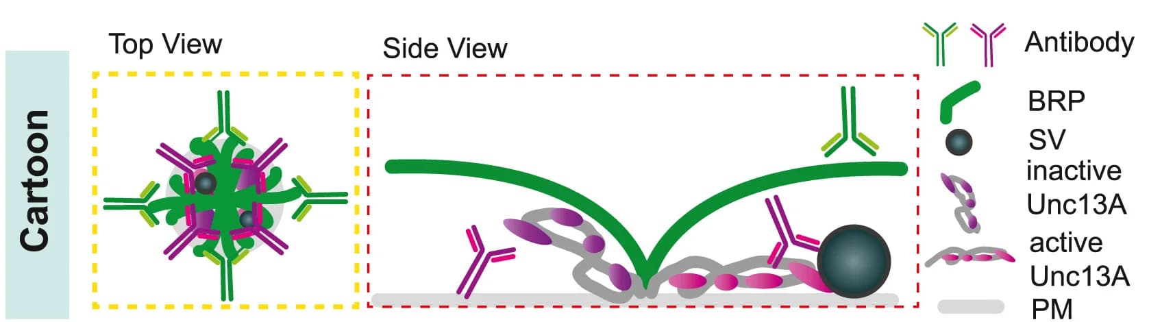 Open access visualization of Illustration, Workflow, NMJs, Unc13A Antibody, C-Terminal MUN Domain