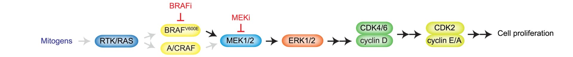 Open access visualization of Workflow, Flowchart, BRAFV600E, Cell Proliferation