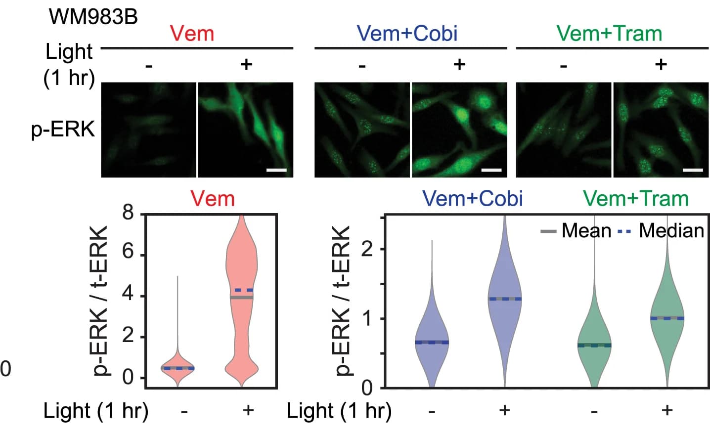 Open access visualization of Violin Plot, Microscopy, p-ERK Staining, WM983B Cells, Light Stimulation
