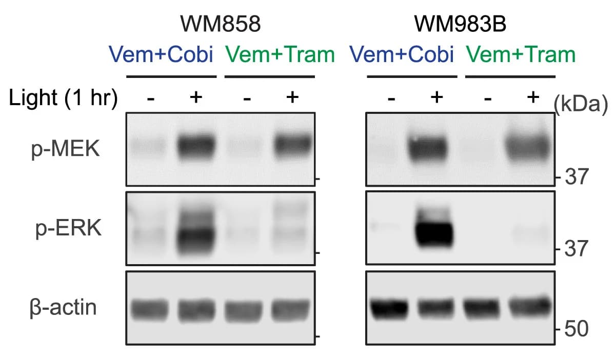 Open access visualization of Gel, p-MEK Staining, p-ERK, Immunoblotting, Vemurafenib