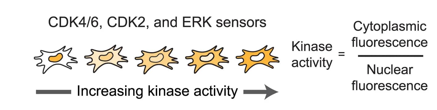 Open access visualization of Illustration, Kinase-translocation reporters, ERK, CDK4/6, CDK2 Activity