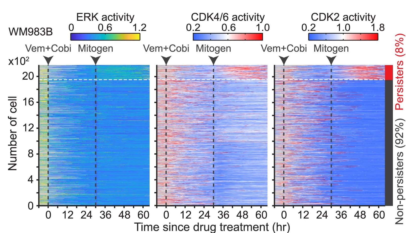 Open access visualization of Heatmap, Heatmaps, Single-cell traces, ERK Activity, CDK4/6 Activity