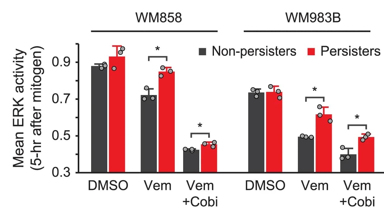 Open access visualization of Bar Plot, Error Bars, Clustered, ERK Activity, Mitogen stimulation