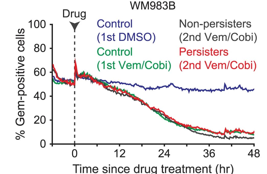 Open access visualization of Line Plot, WM983B cells, Geminin-degron signal, Persisters, Non-persisters
