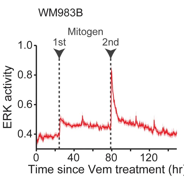 Open access visualization of Line Plot, Error Bars, ERK Activity, WM983B Cells, Vem Treatment