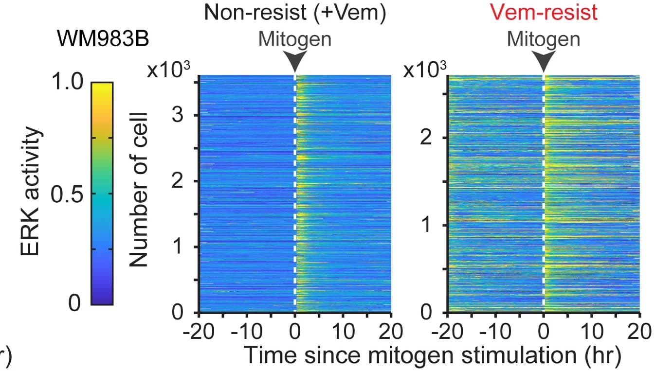 Open access visualization of Heatmap, ERK Activity, WM983B Cells, Single-Cell Analysis, Vem Treatment