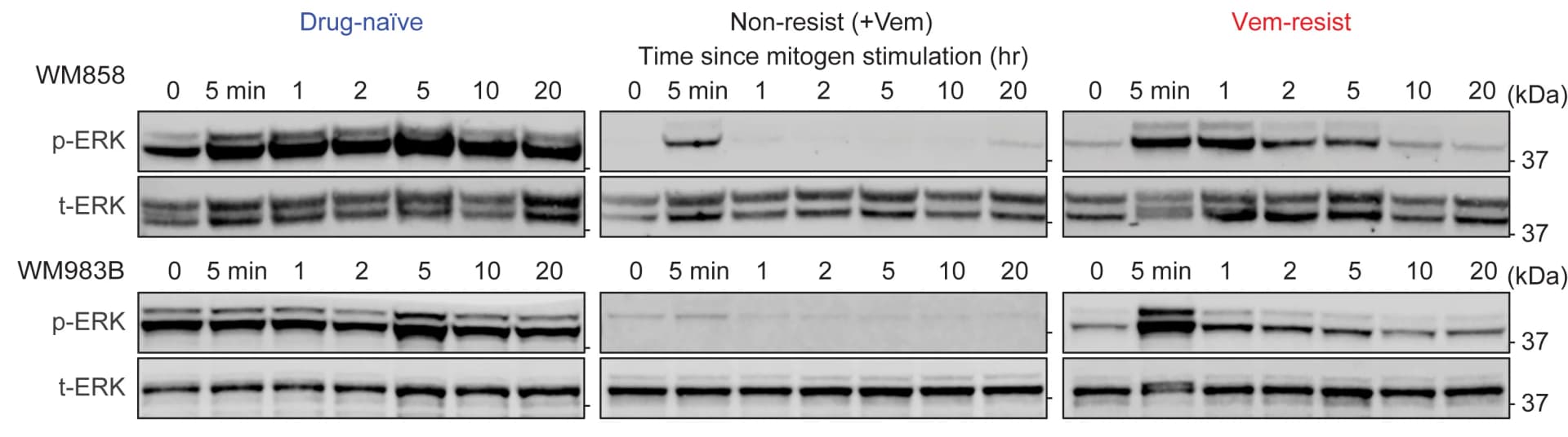 Open access visualization of Gel, Immunoblotting, Phosphorylated ERK, Total ERK, Drug Resistance