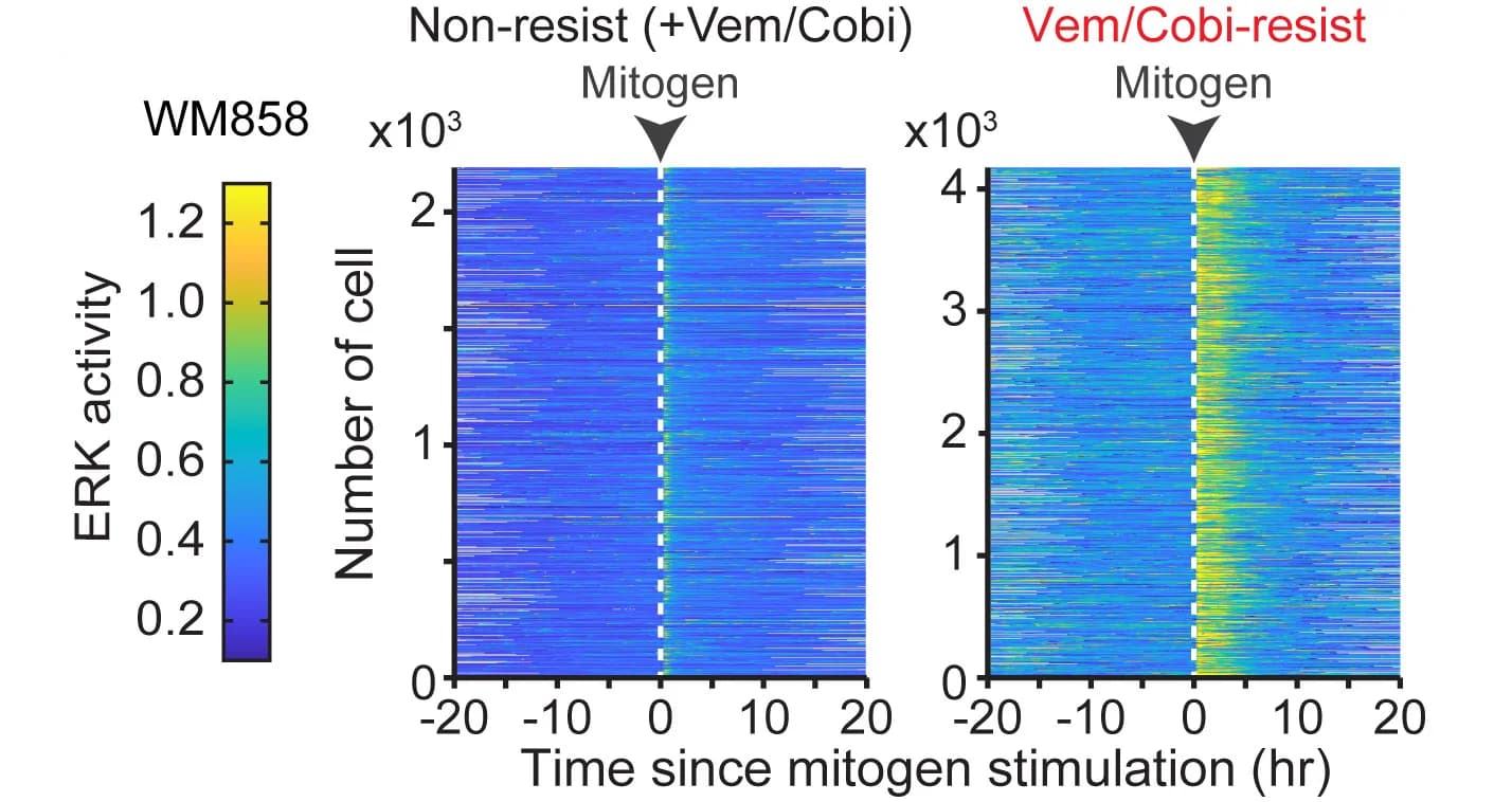 Open access visualization of Heatmap, Single-Cell Traces, ERK Activity, WM858 Cells, Drug-Naive Cells