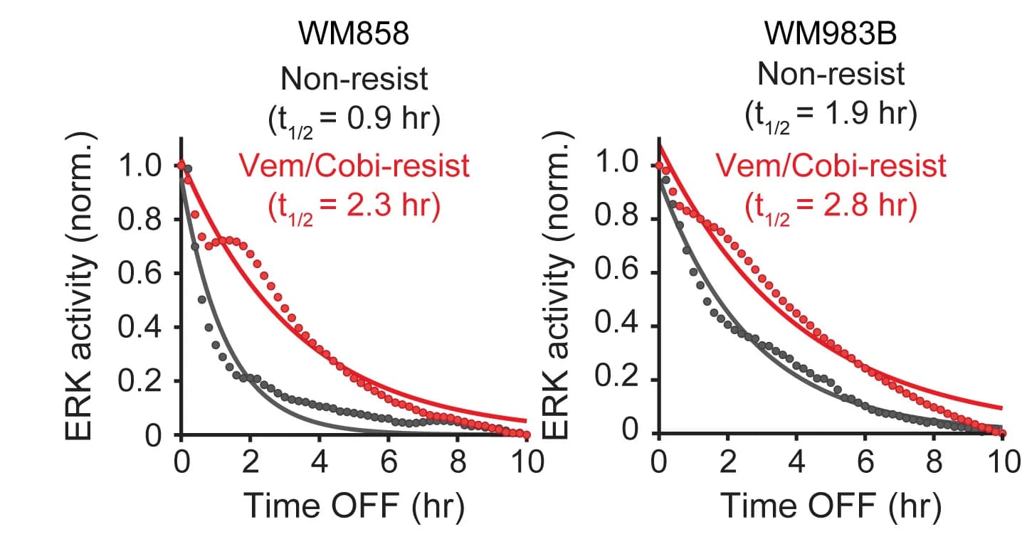 Open access visualization of Line Plot, Scatter Plot, Normalized ERK Activity, WM858 Cells, WM983B Cells