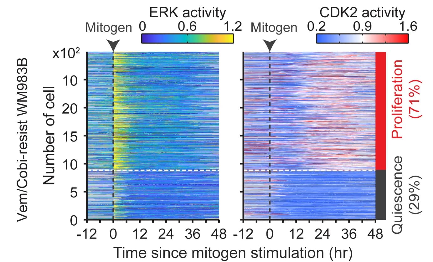 Open access visualization of Heatmap, Single-Cell Traces, ERK Activity, CDK2 Activity, Vem/Cobi-Resistant Cells