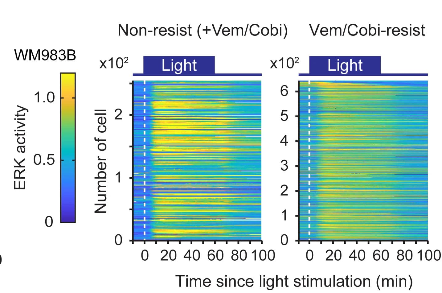 Open access visualization of Heatmap, Single-Cell Traces, ERK Activity, WM983B Cells, Opto-RTK Activation