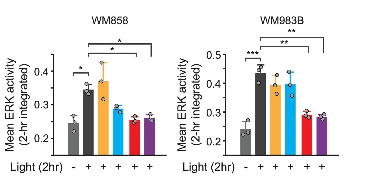 Open access visualization of Bar Plot, Error Bars, ERK Activity, Opto-RTK, WM858 Cells