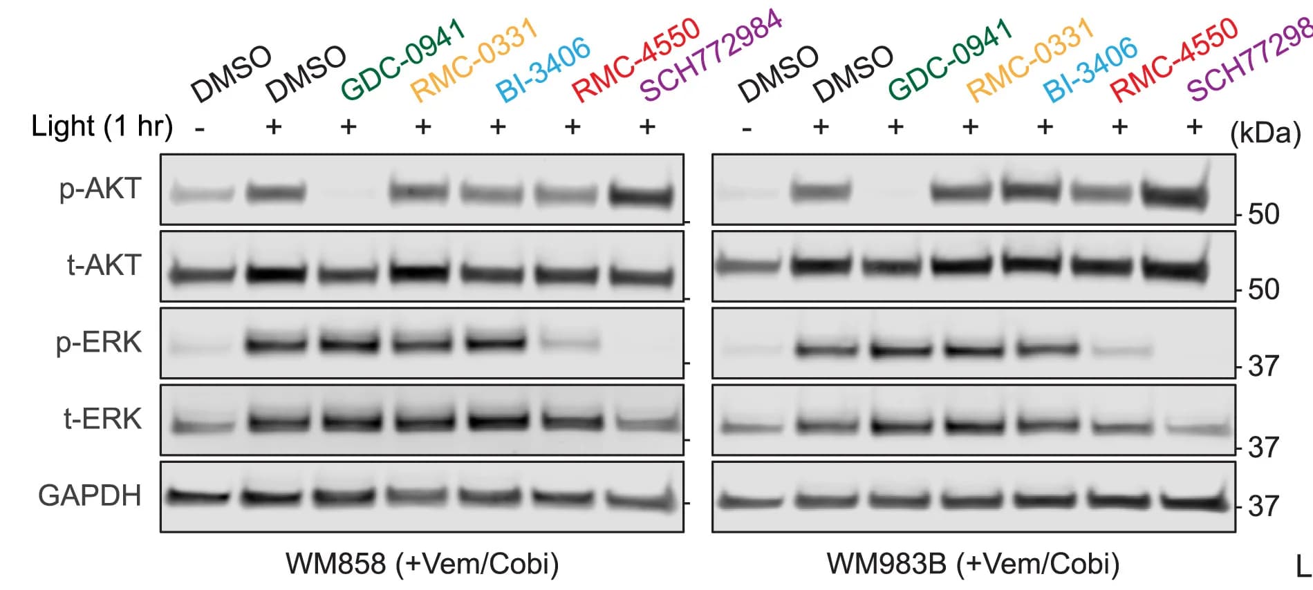 Open access visualization of Gel, Immunoblotting, p-AKT, t-AKT, p-ERK