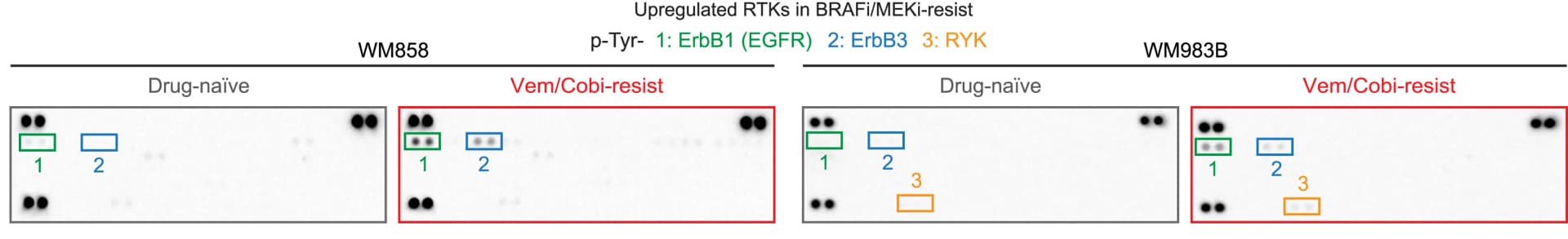 Open access visualization of Gel, RTK phosphorylation arrays, Drug-naive cells, Vem/Cobi-resistant cells, WM858 cells