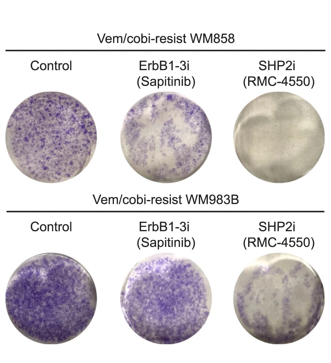 Open access visualization of Photo, Clonogenic assay, Vem/Cobi-resistant cells, Mitogens, Crystal violet