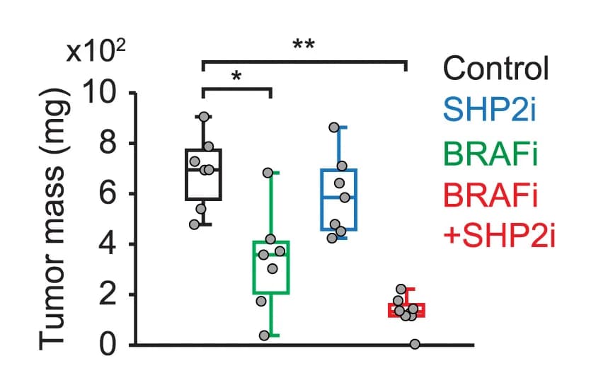 Open access visualization of Box Plot, Scatter Plot, Tumor growth curves, Tumor mass, Boxplot