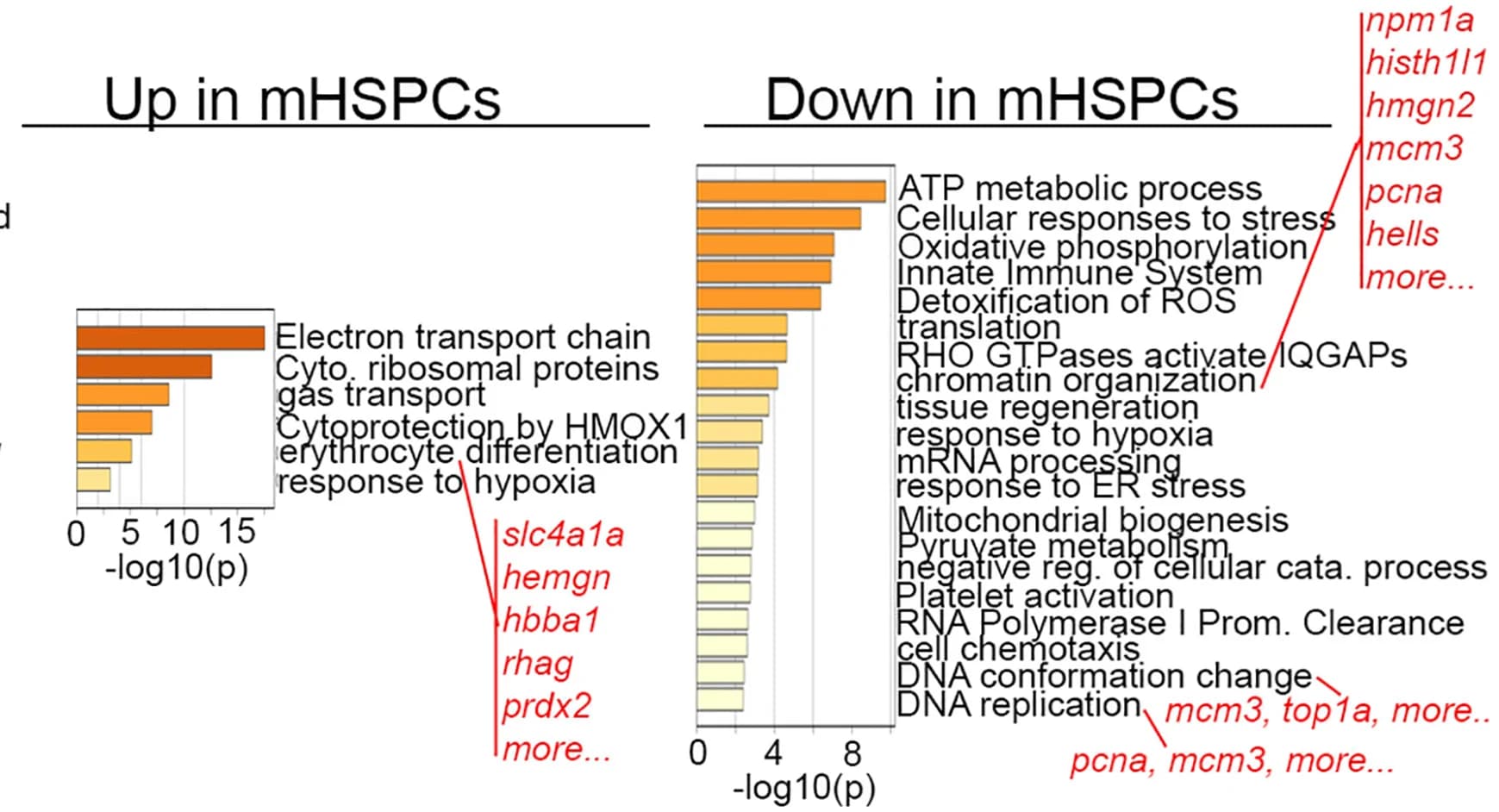 Open access visualization of Bar Plot, GO Term Enrichment, Differentially Expressed Genes, mHSPCs