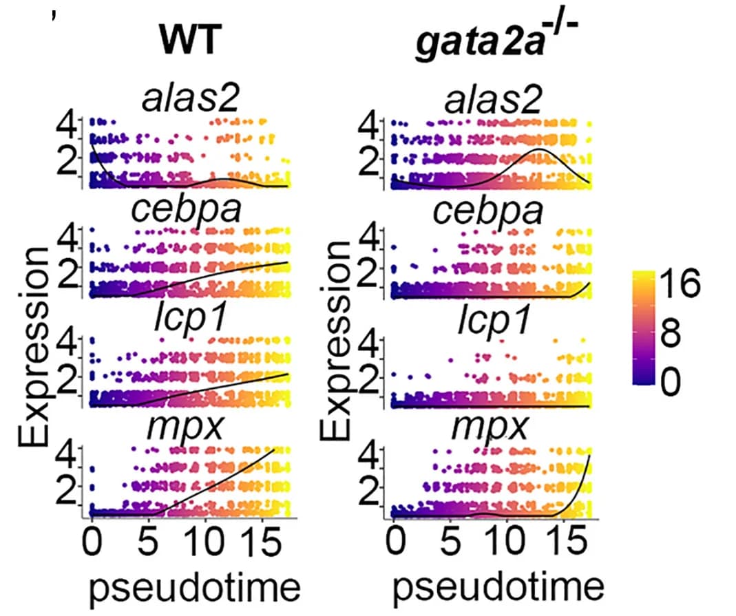 Open access visualization of Scatter Plot, Regression Plot, Cells, alas2, cebpa