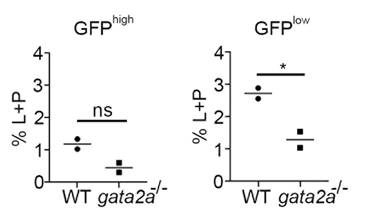 Open access visualization of Scatter Plot, GFP, Adults, Cell Analysis, Fractions