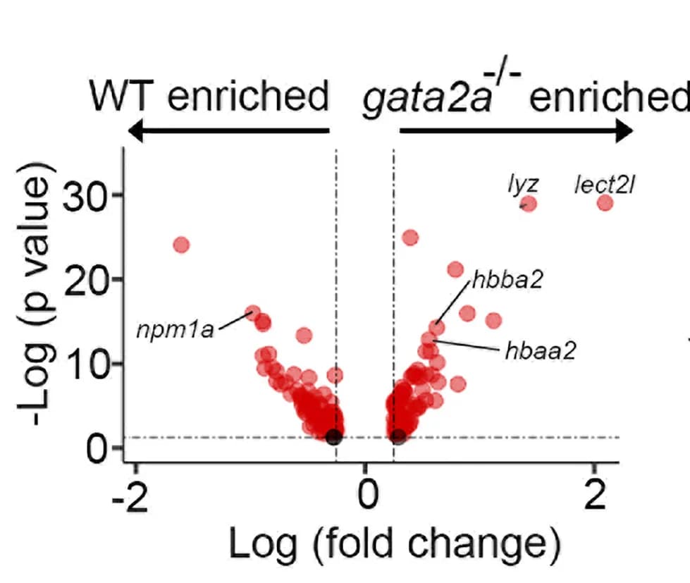 Open access visualization of Volcano Plot, Scatter Plot, Volcano Plots, Differentially Expressed Genes, Log2 FC