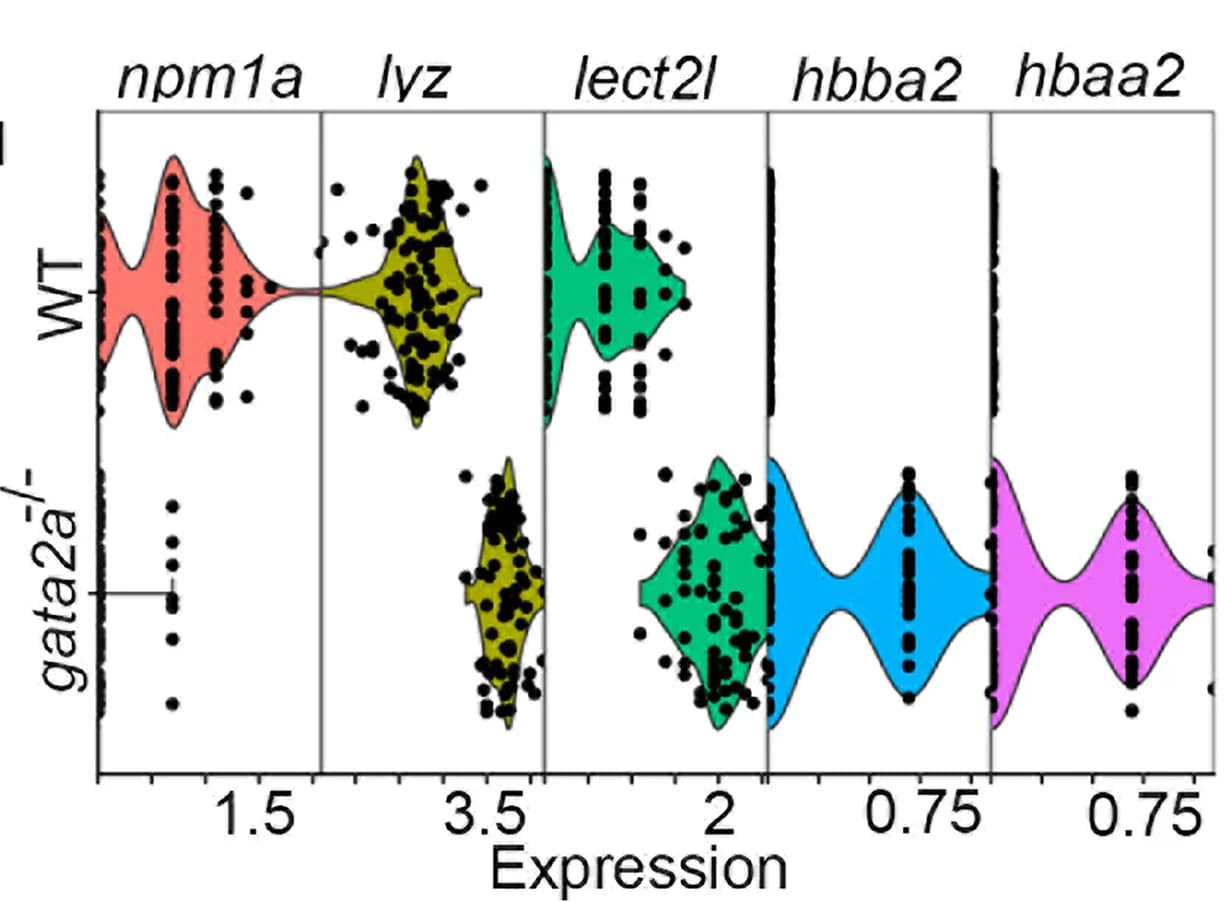Open access visualization of Violin Plot, Gene Expression, HSPCs, Single Cell