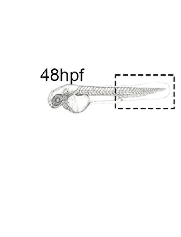 Open access visualization of Illustration, Imaging, Schematic