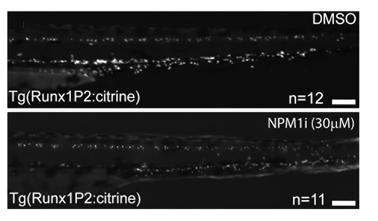 Open access visualization of Microscopy, Imaging, CHT, Embryos
